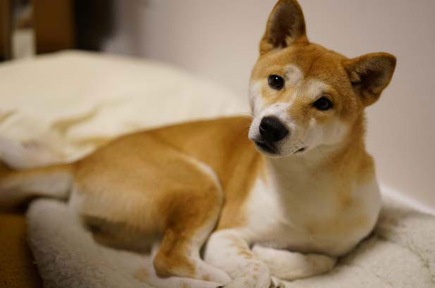 My Shiba Inu likes to lie on the railings and think about his life as a dog