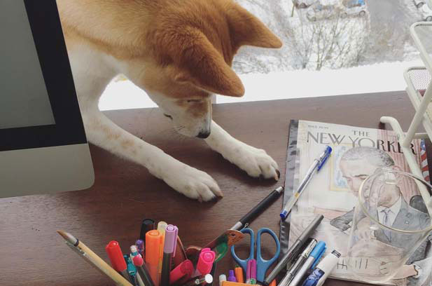 I will love my Shiba Inu Fatty forever.