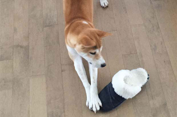 The growth record of my Shiba Inu Shiji (2)