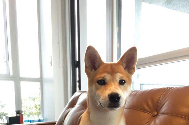 When my Shiba Inu was the smallest, it was a little ball of flesh