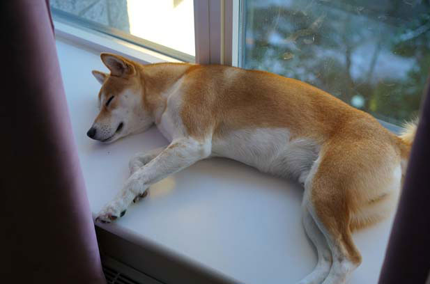 The growth record of my Shiba Inu Goose (1)