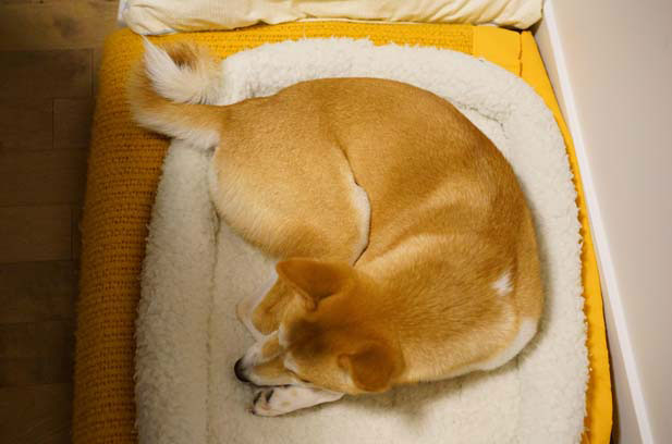 Growth record of my Shiba Inu -E-E (2)