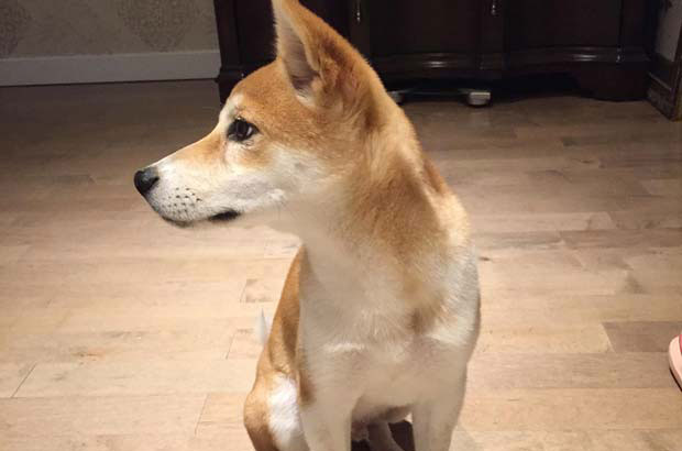 The Growth Record of Shiba Inu Goose in My Family (3)