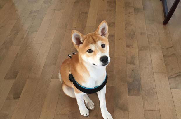 Niu Niu, my cutest Shiba Inu, is almost three years old.