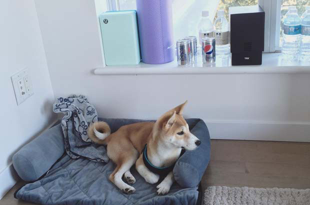 I am very happy to raise my Shiba Inu Taozi (2)