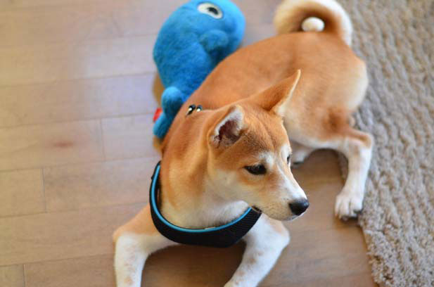 I am very happy to raise my Shiba Inu Taozi (3)