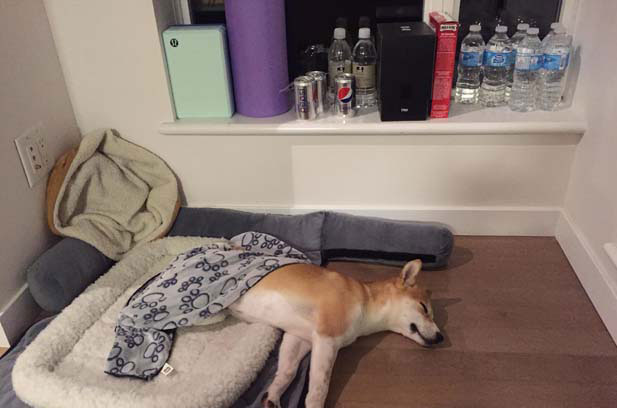 I am very happy to raise my Shiba Inu Momo (4)