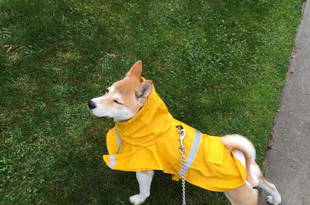 I am very happy to raise my Shiba Inu Momoko (5)