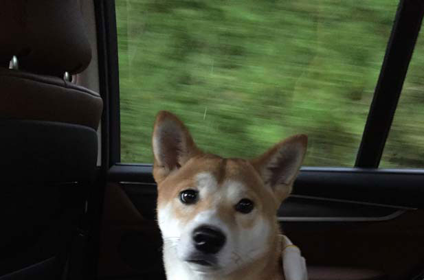 I am very happy to raise my Shiba Inu Momoko (6)