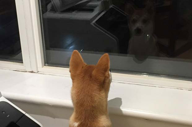 I am very happy to raise my Shiba Inu Momoko (7)