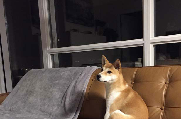 I am very happy to raise my Shiba Inu Taozi (8)