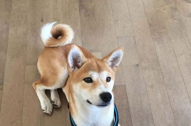 I am very happy to raise my Shiba Inu Taozi (9)