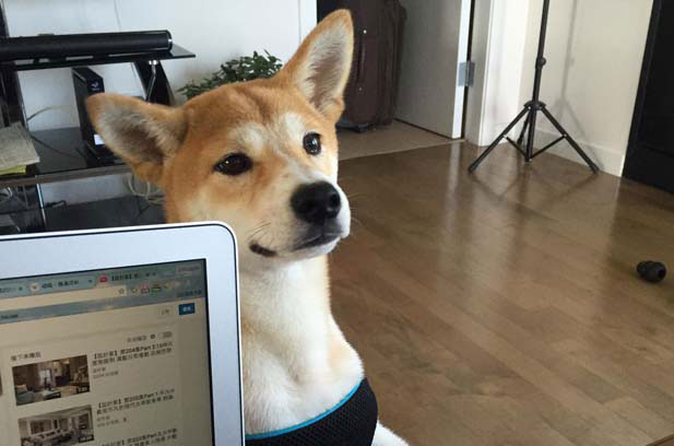 I am very happy to raise my Shiba Inu Momoko (10)