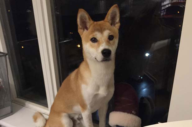 I am very happy to raise my Shiba Inu Momoko (11)