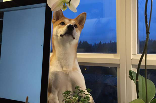 I love my Shiba Inu silly dog ​​pineapple bun (2)