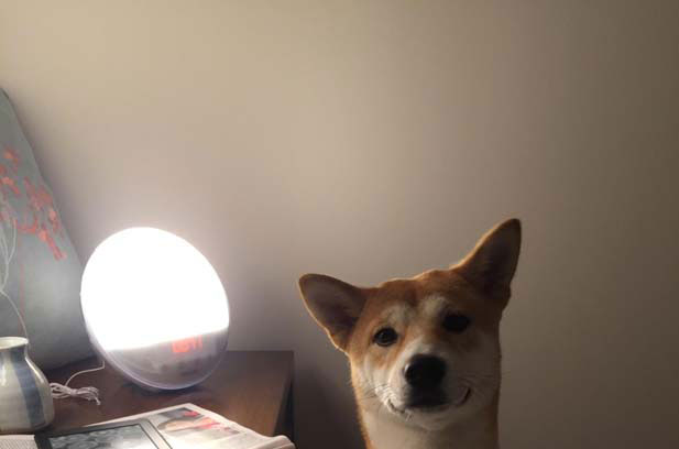 I am very happy to raise my Shiba Inu Momoko (12)