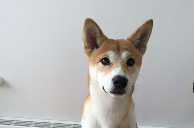 I am very happy to raise my Shiba Inu Taozi (13)