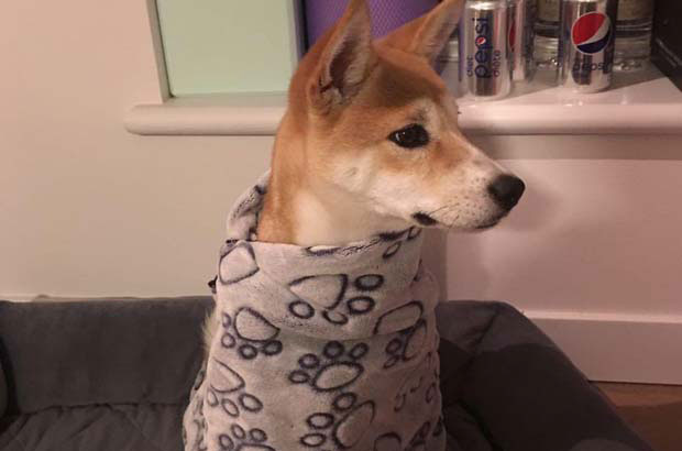 I Love My Shiba Inu Silly Dog Pineapple Bun (1)