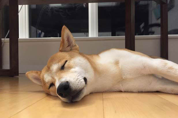 Shiba Inu Fuer and his story