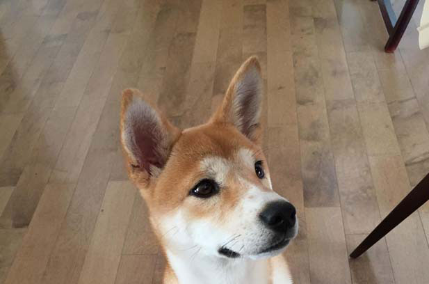 I am Kira, a black Shiba Inu