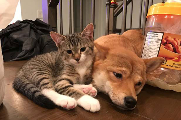 The daily life of Shiba Inu Budiu