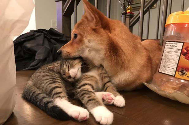 Ice-Cream Cone, the Shiba Inu that I have raised for half a year