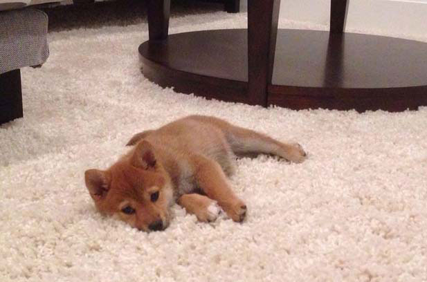 I have a Shiba Inu named Tchaikovsky, I am very happy