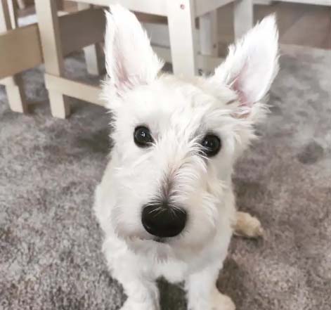 My dog ​​is a West Highland White Terrier