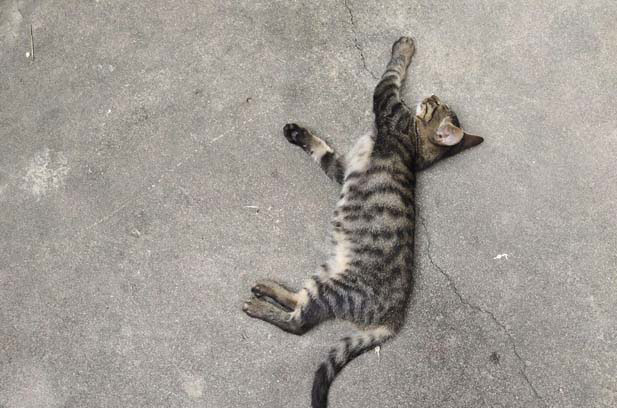 My tabby cat Bomb is the best cat I have ever raised (2)
