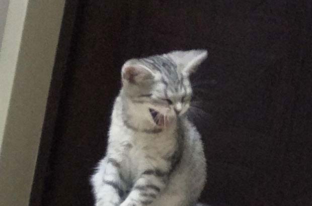 My first cat is a Siamese American Shorthair Cat