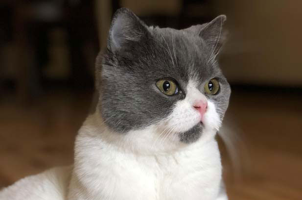 The advantages and disadvantages of British shorthair cats, American shorthair cats, and Siamese cats.
