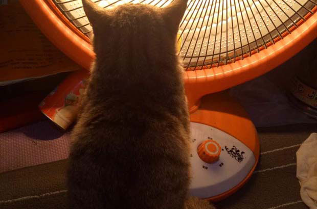 My tabby cat is a little afraid of strangers