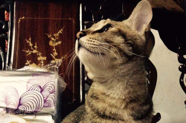 My Super Smart Cat, Wuhuarou, the ‘Jackson Yee’ in the Cat World