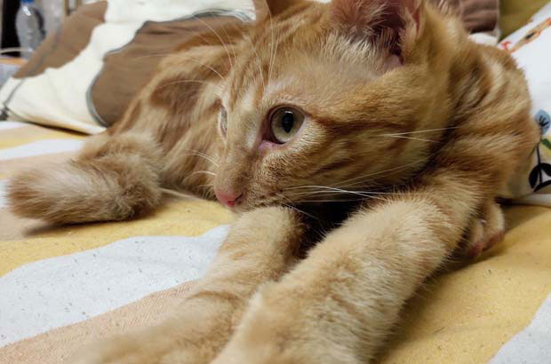The Adorable and Transformed Tabby Cats: Our Family’s Story