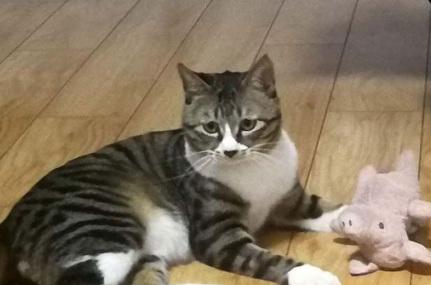 My Beloved Cat Xiao Jiu: Daily Cuteness and Heartwarming Moments