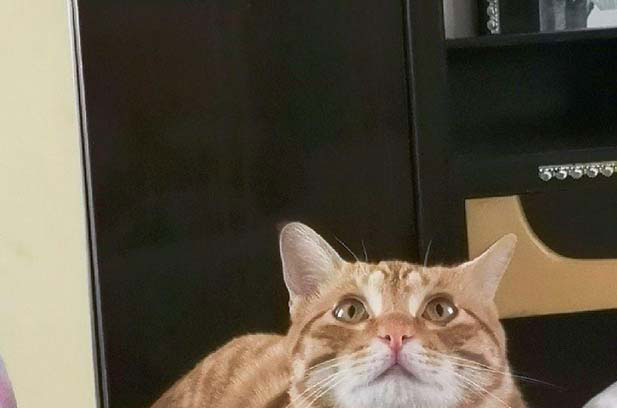 BaoBao: The Resilient and Adorable Adopted Cat