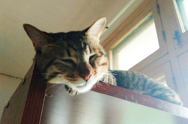 My Unexpectedly Heartwarming Bond with My Cat