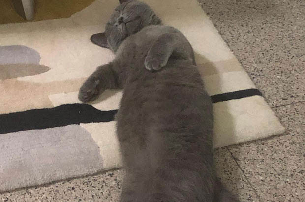 The Adorable Growth Stories of My Two Blue British Shorthair Cats, Jiaozi and Yuanbao