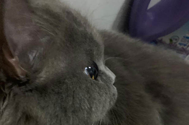 A Comprehensive Guide to Cat – Raising: Litter, Pet Compatibility, and More