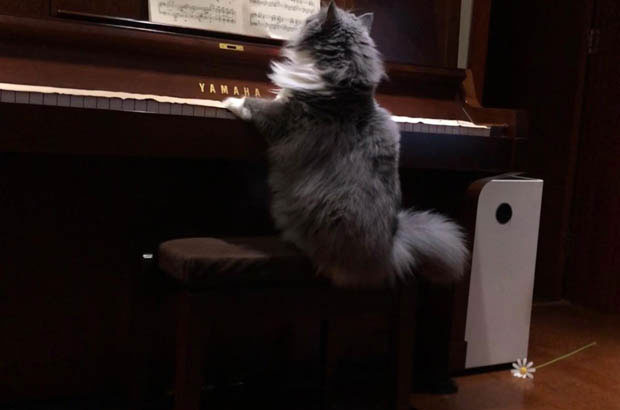 My Blue and White Cat: A Story of Challenges, Growth, and Love