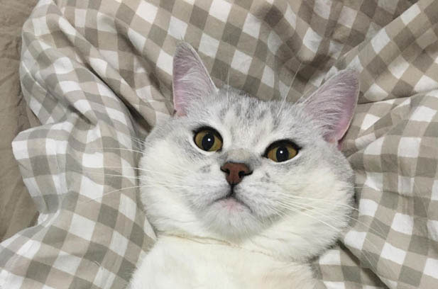 Yang Miemie: My Lovely and Charming Pet