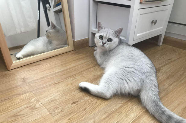 My Precious Socrates: A Special Bond