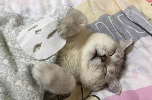 My Lovely Silver – shaded Cat, Lucky: A Journey of Growth and Love