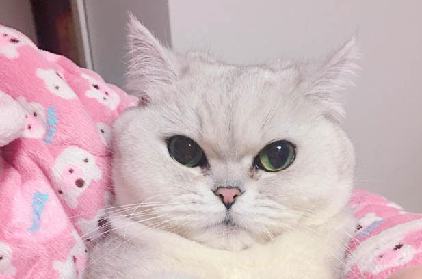 My Unexpected Silver – Shaded Cat: A Precious Source of Comfort