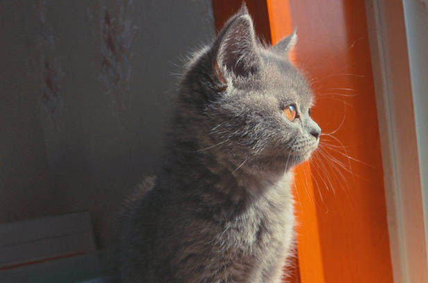Choosing the Right Cat Breed for New Owners: A Guide to British Shorthairs