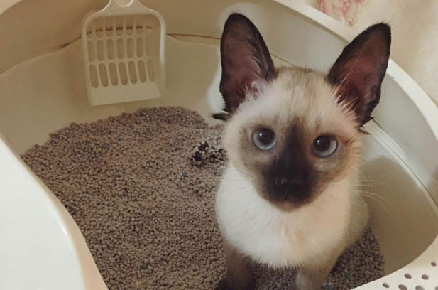 The Heartwarming Arrival and Growth of Mocha and Rourou