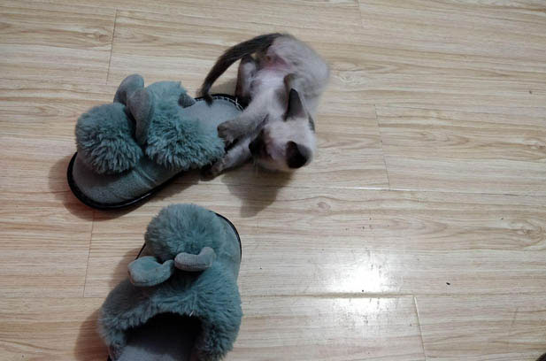 The Unexpected Color Change of My Siamese Cat: A Hilarious Story