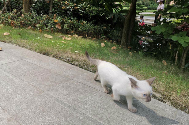 The Charming Clinginess of Siamese Cats