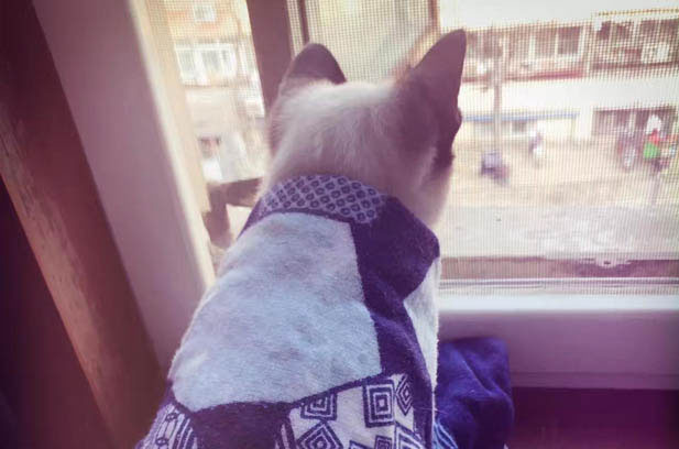 Qianbao: My Unique Siamese Little Treasure