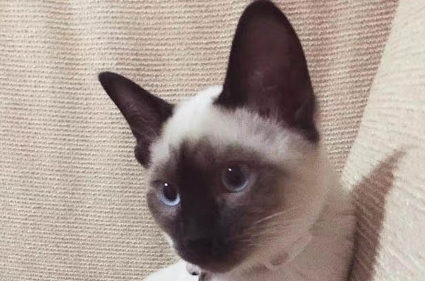 My Experience Sharing of Cat Raising and Selection